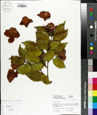 Camellia japonica image