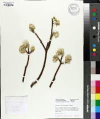 Edgeworthia chrysantha image