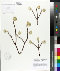 Edgeworthia papyrifera image