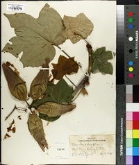 Sterculia platanifolia image