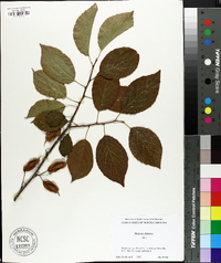 Halesia diptera image