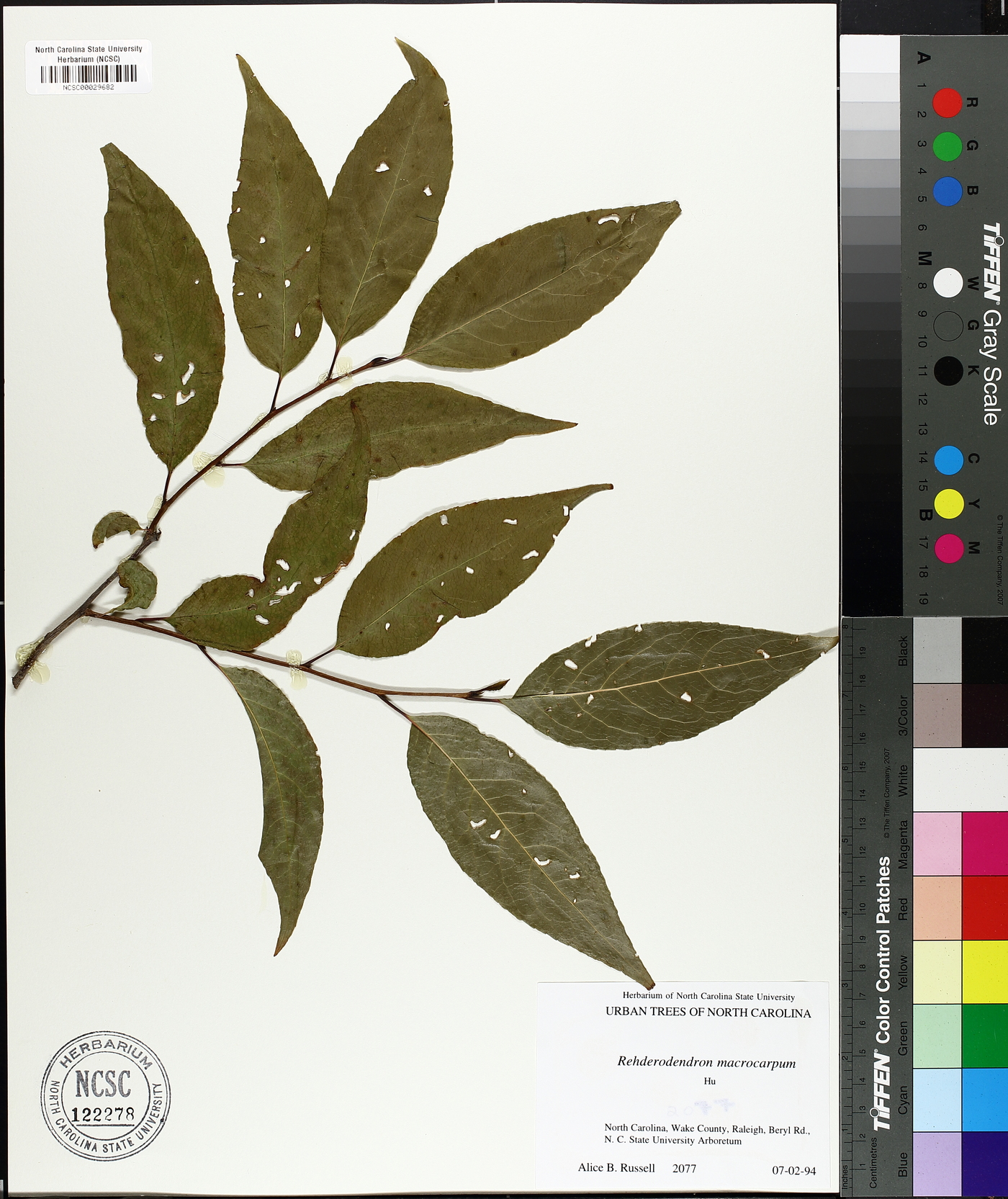 Rehderodendron macrocarpum image