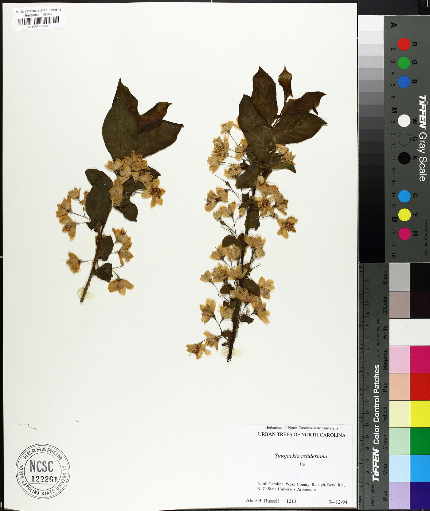 Sinojackia rehderiana image