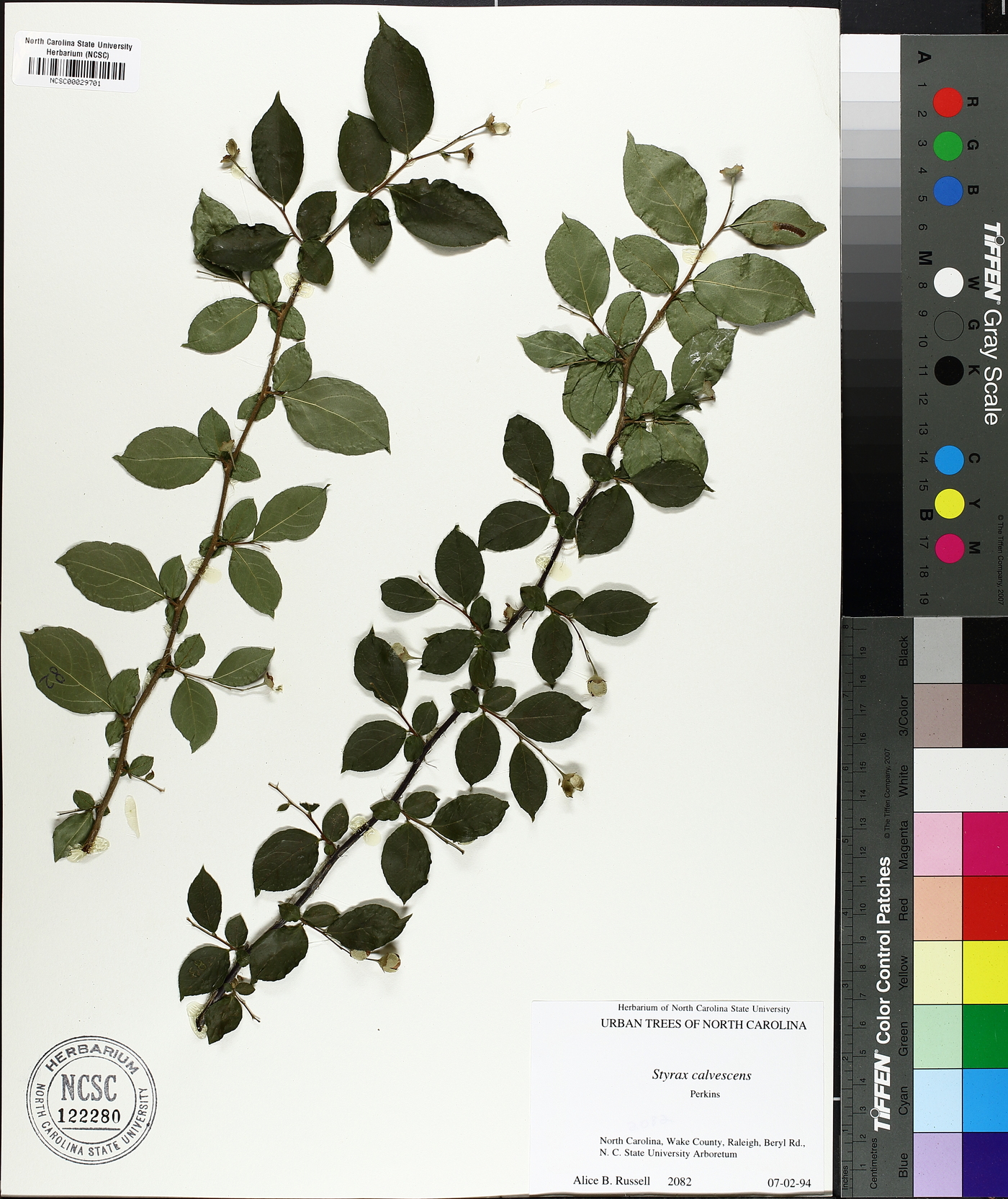 Styrax calvescens image