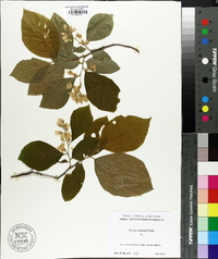 Styrax grandifolius image