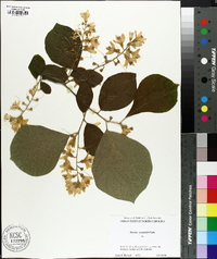 Styrax grandifolius image