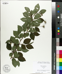 Styrax japonicus image