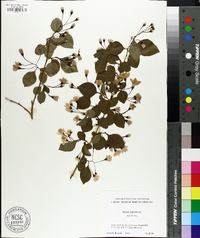 Styrax japonicus image