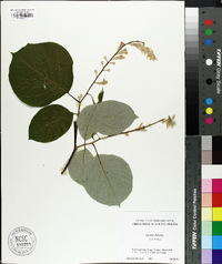 Styrax obassis image