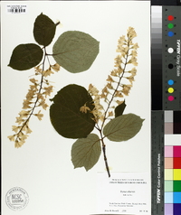 Styrax obassis image