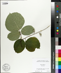 Styrax obassis image