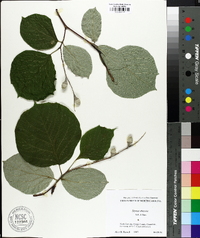 Styrax obassis image