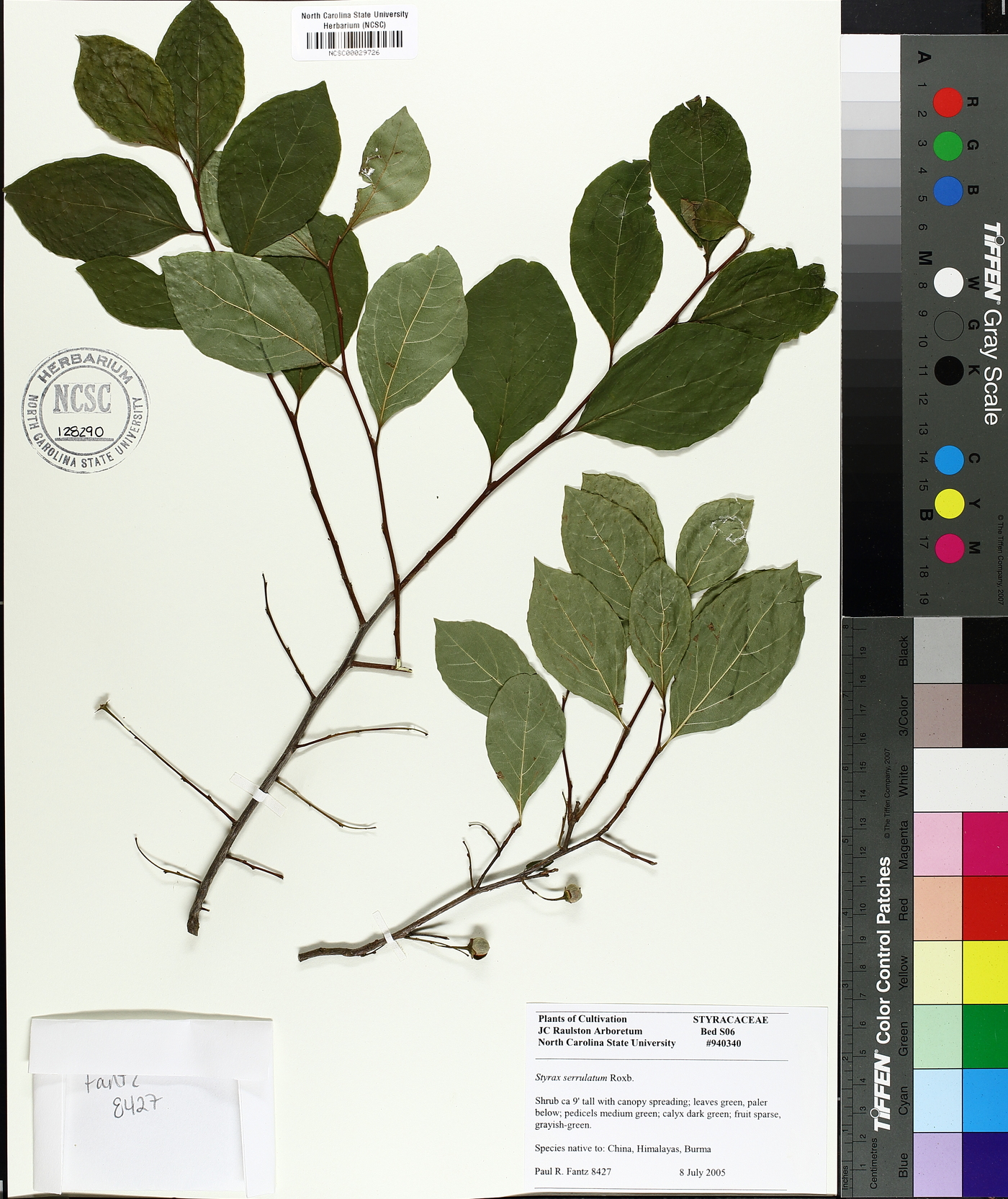 Styrax serrulatus image