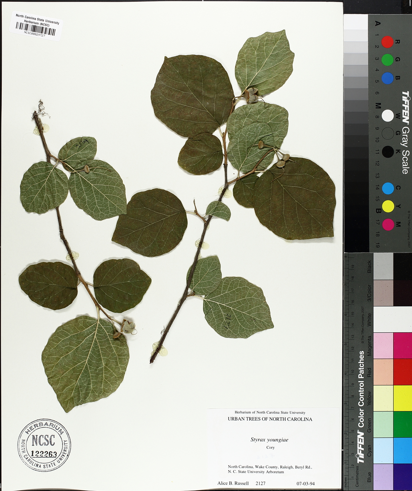 Styrax youngiae image