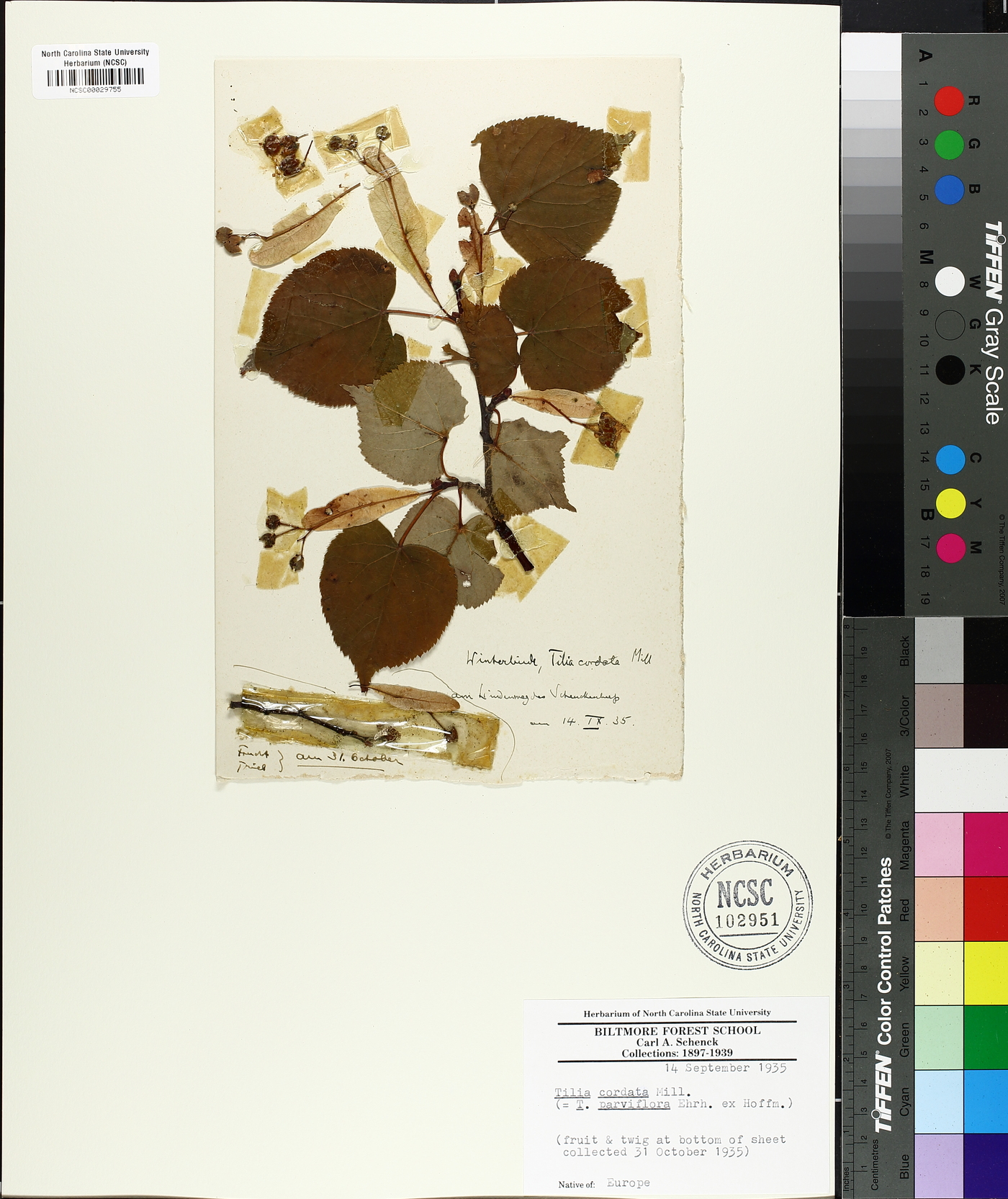 Tilia cordata image