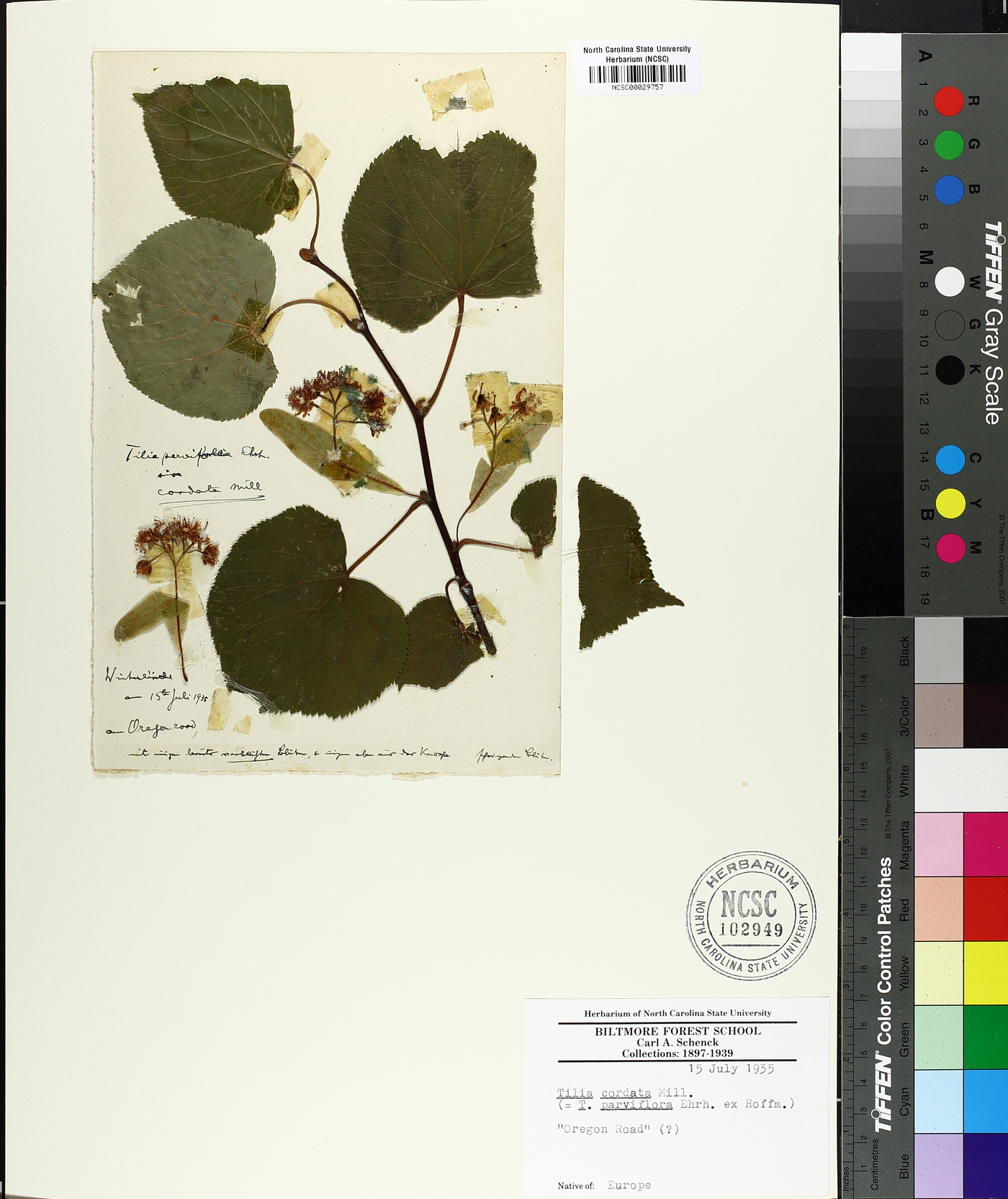 Tilia cordata image