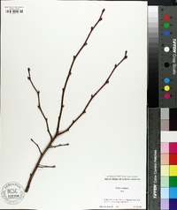 Tilia cordata image