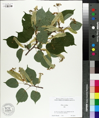 Tilia cordata image