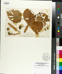 Tilia dasystyla image