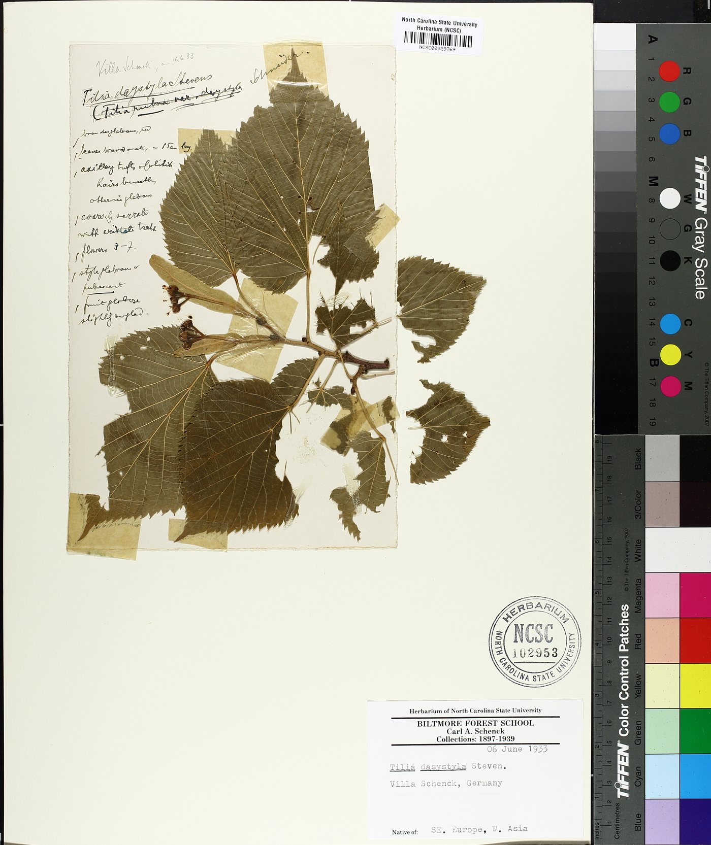 Tilia dasystyla image