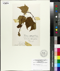 Tilia mongolica image