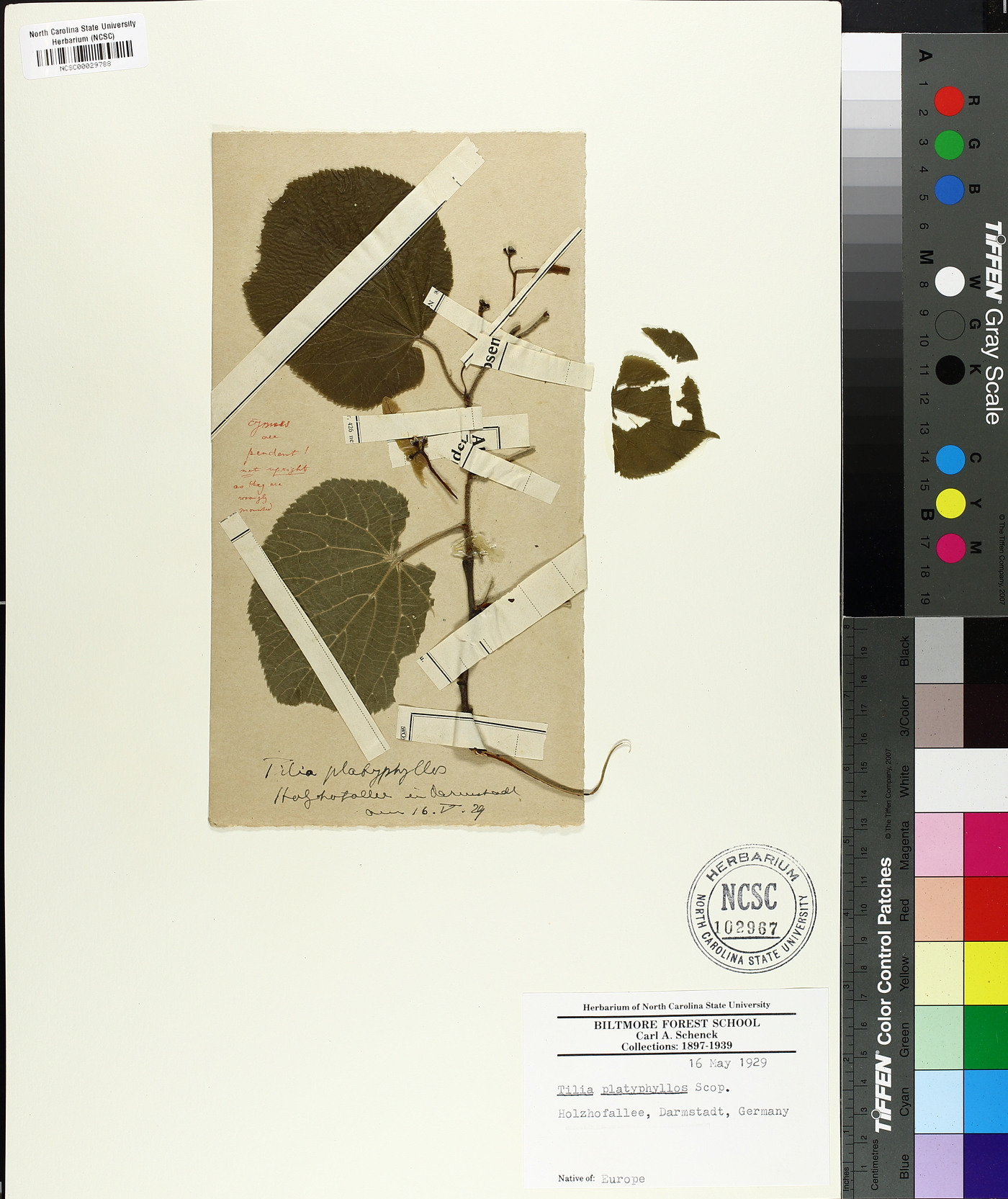 Tilia platyphyllos image