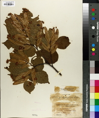 Tilia platyphyllos image