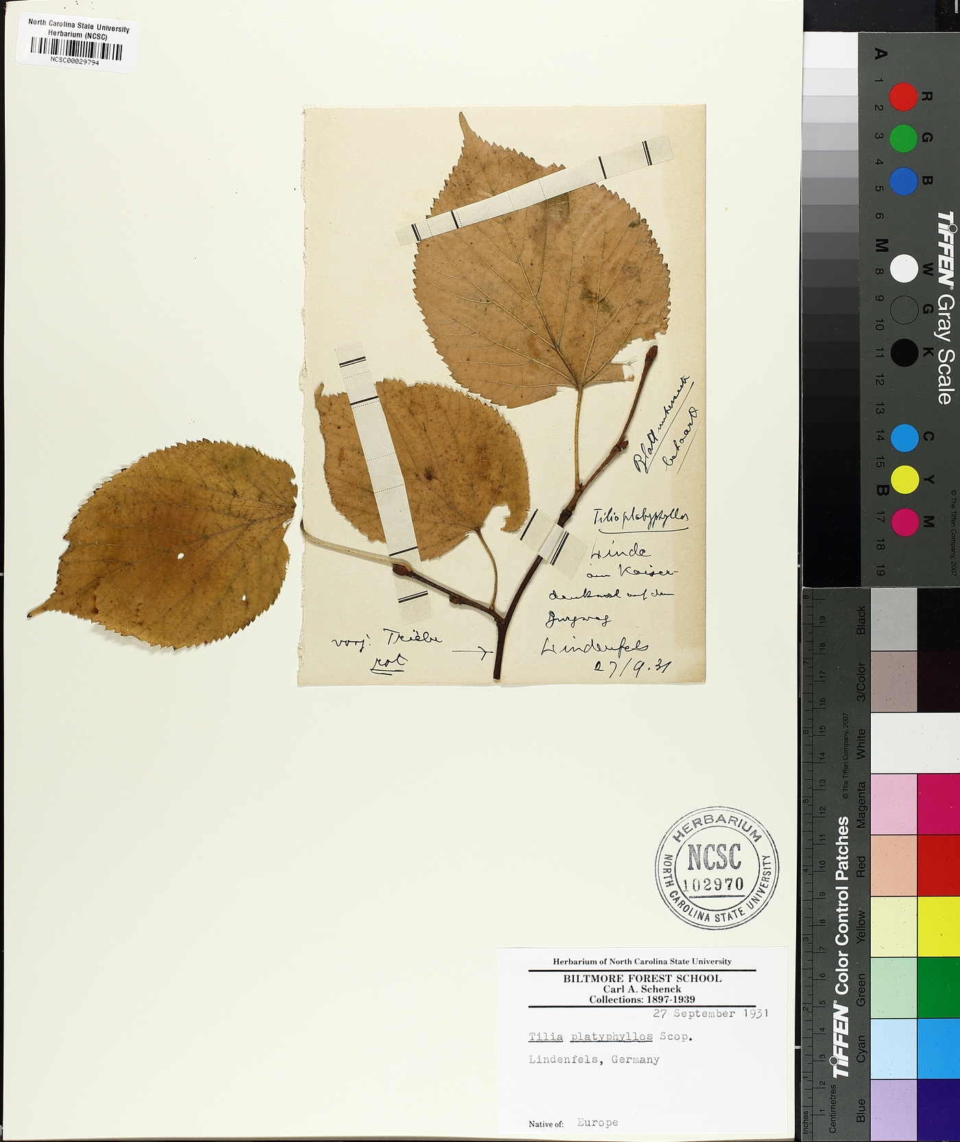 Tilia platyphyllos image