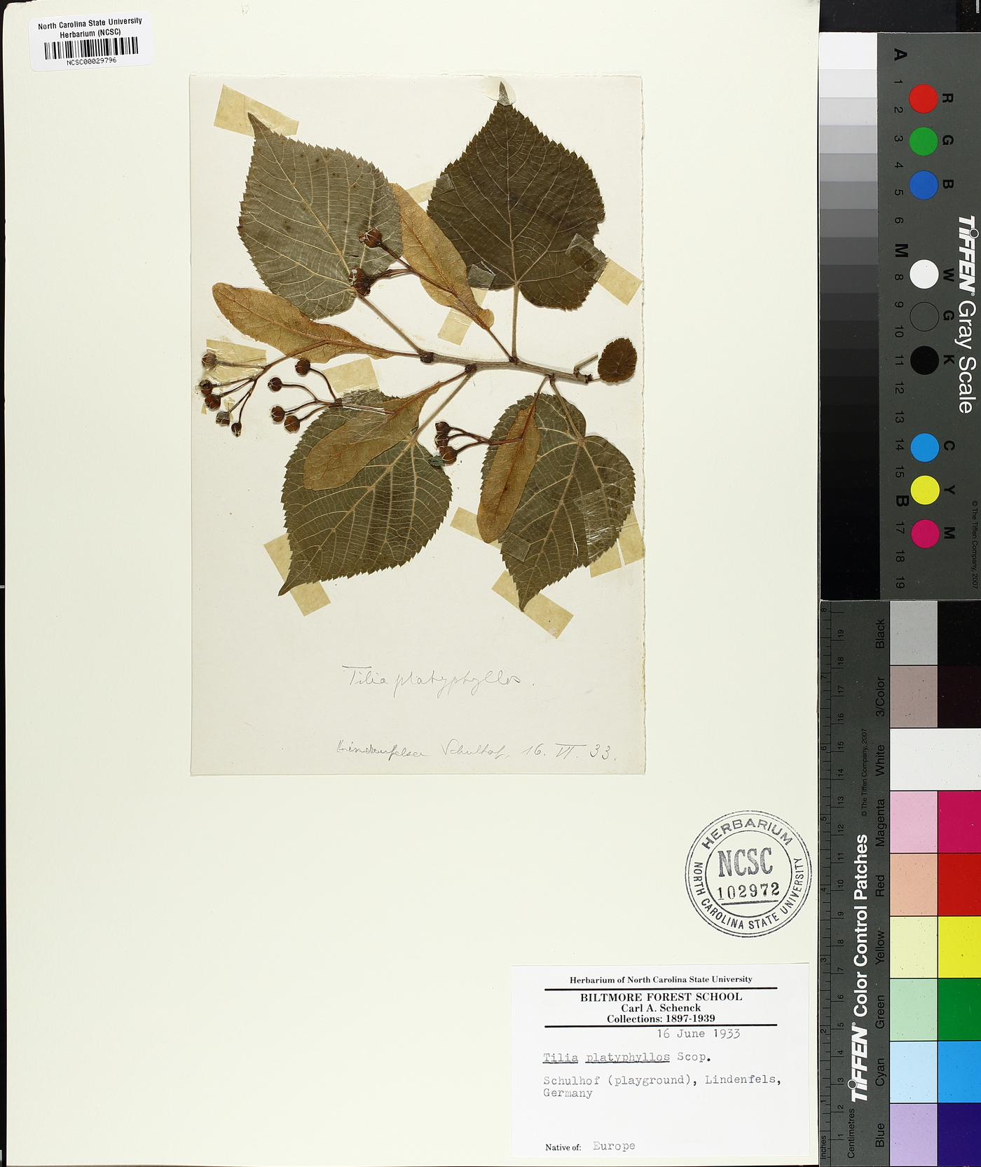 Tilia platyphyllos image