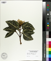 Aphelandra squarrosa image