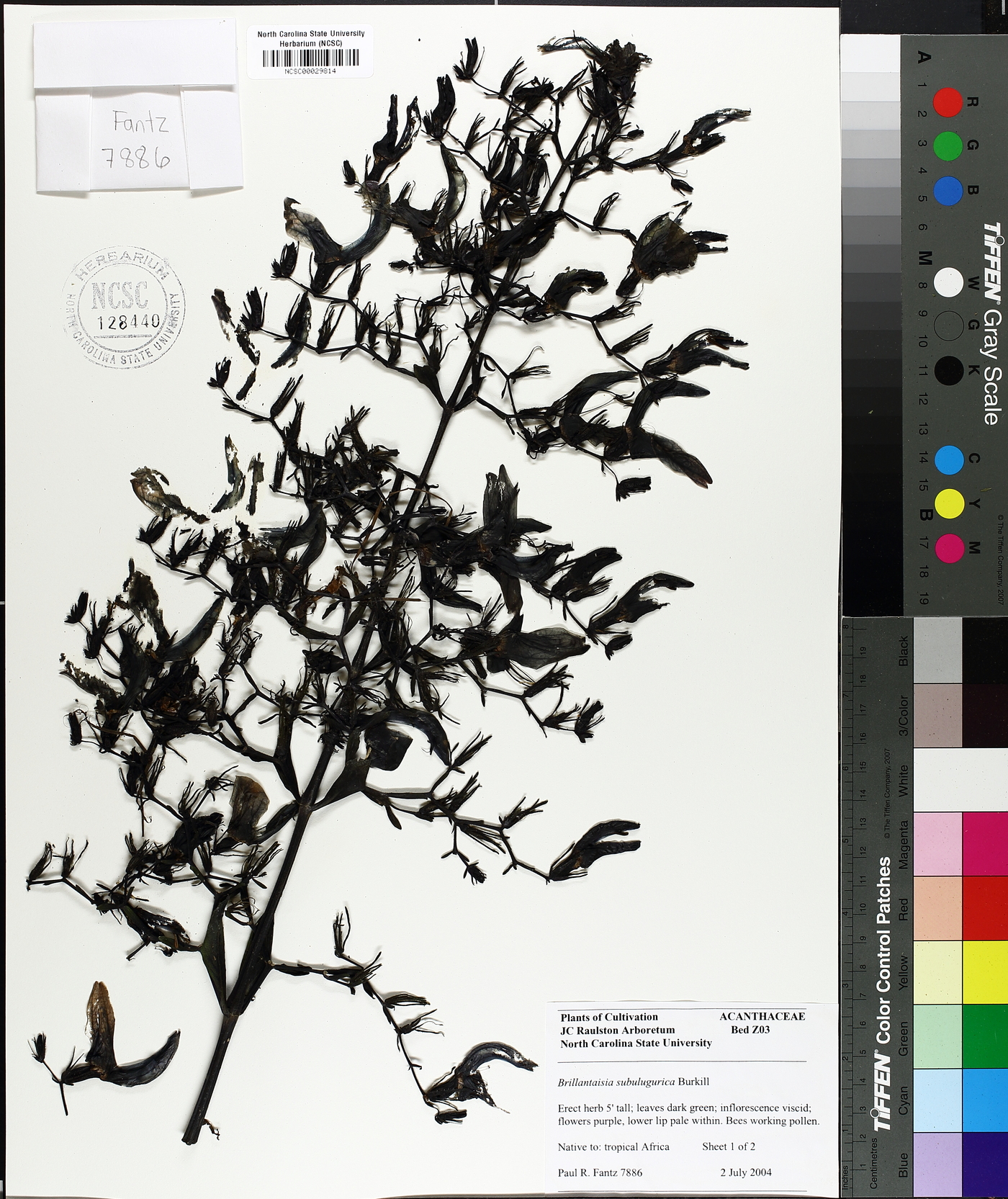 Brillantaisia subulugurica image