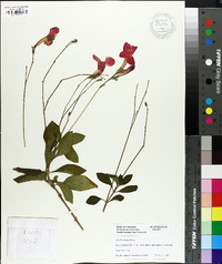 Ruellia elegans image