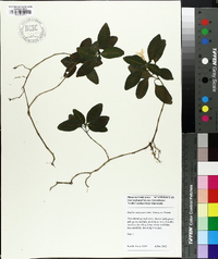 Ruellia makoyana image