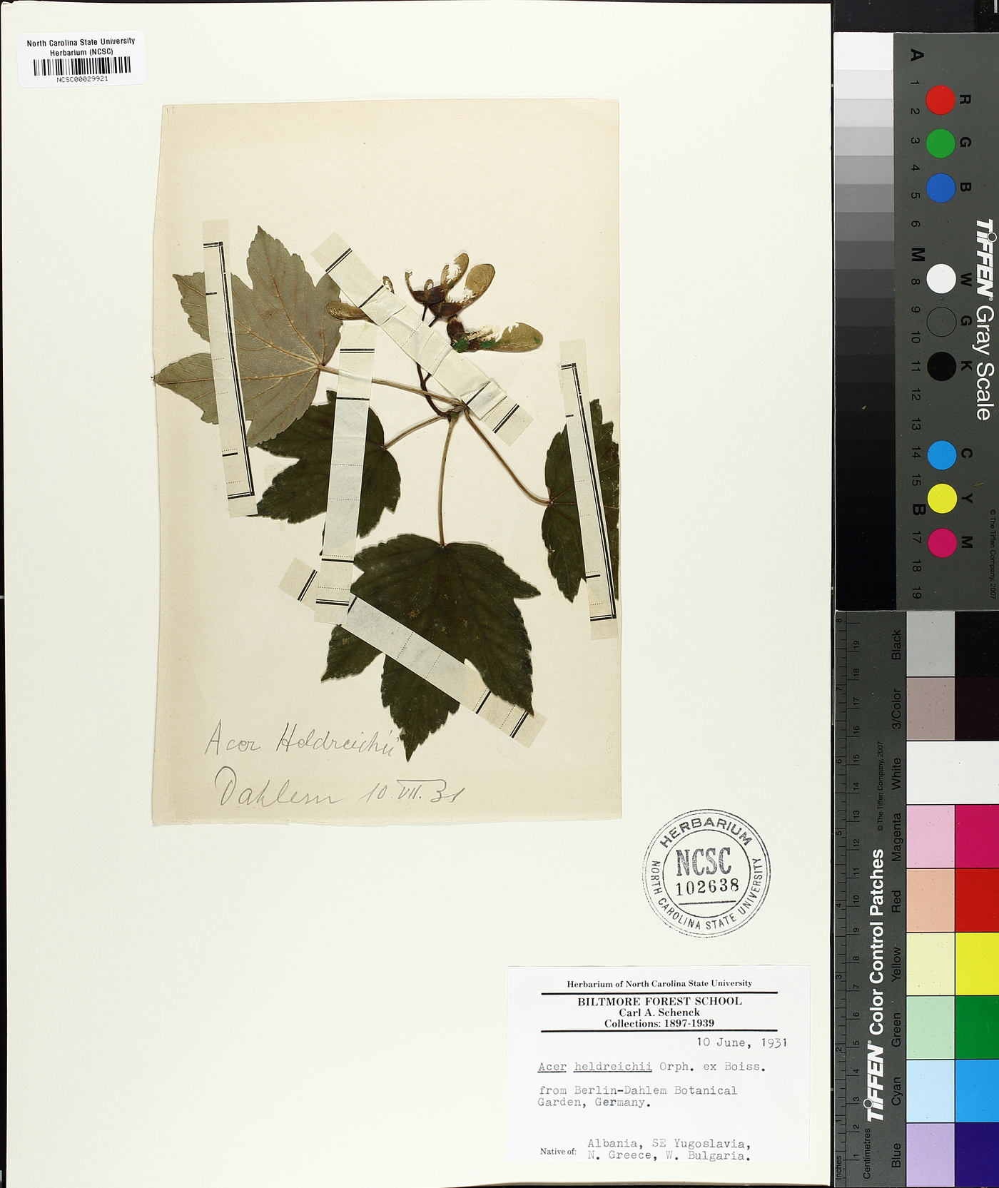 Acer heldreichii image
