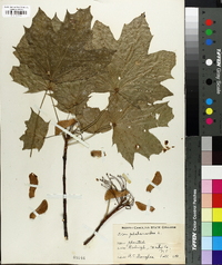 Acer platanoides image