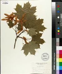 Acer platanoides image
