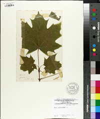 Acer platanoides image