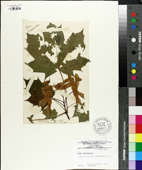 Acer platanoides image