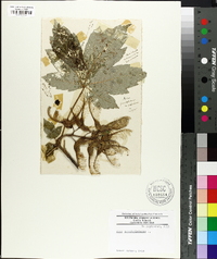 Acer pseudoplatanus image