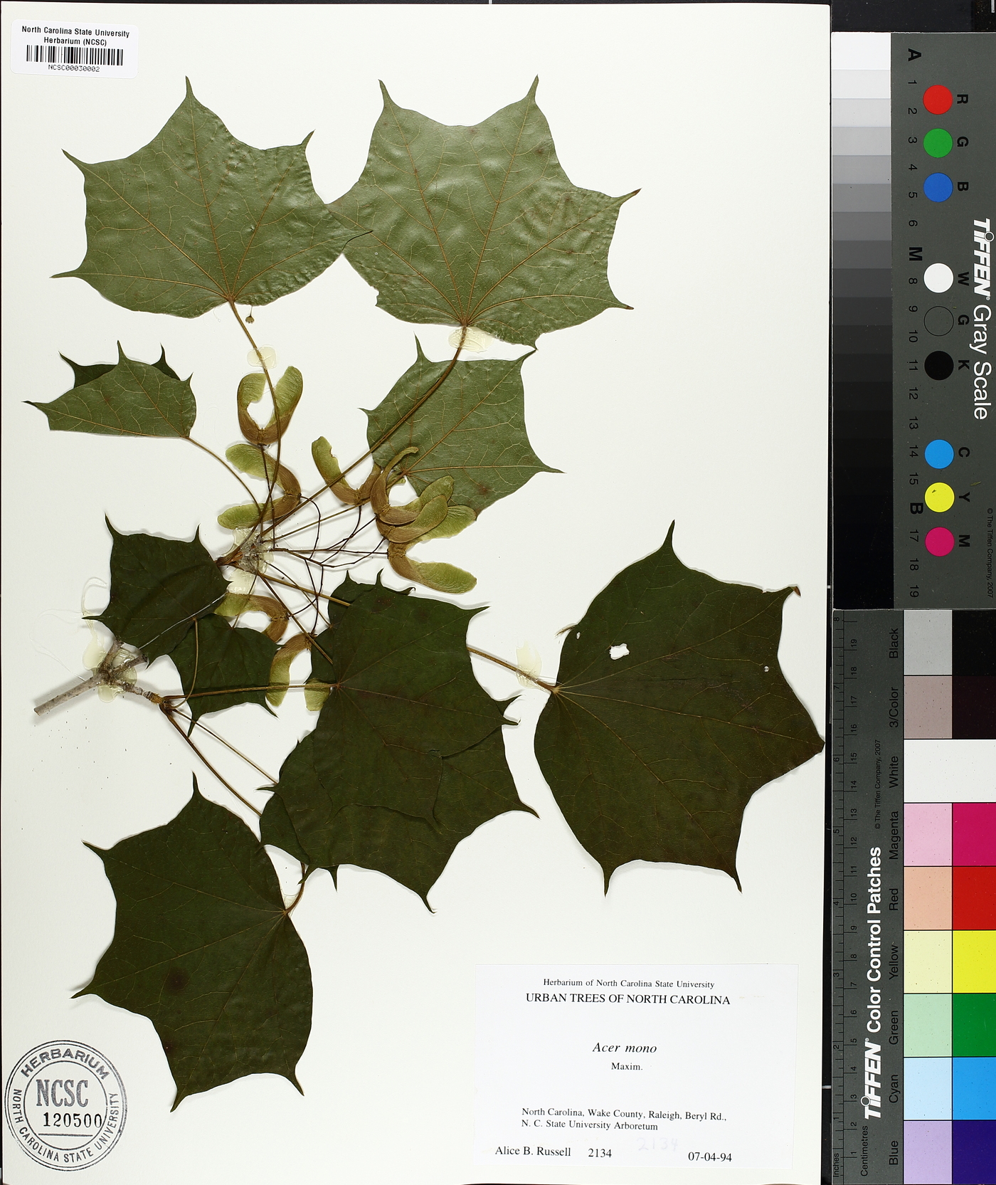 Acer pictum image