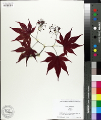 Acer palmatum image