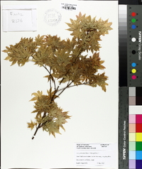 Acer palmatum image