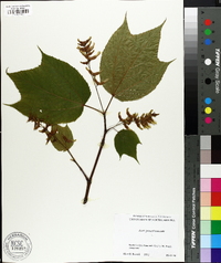 Acer pensylvanicum image