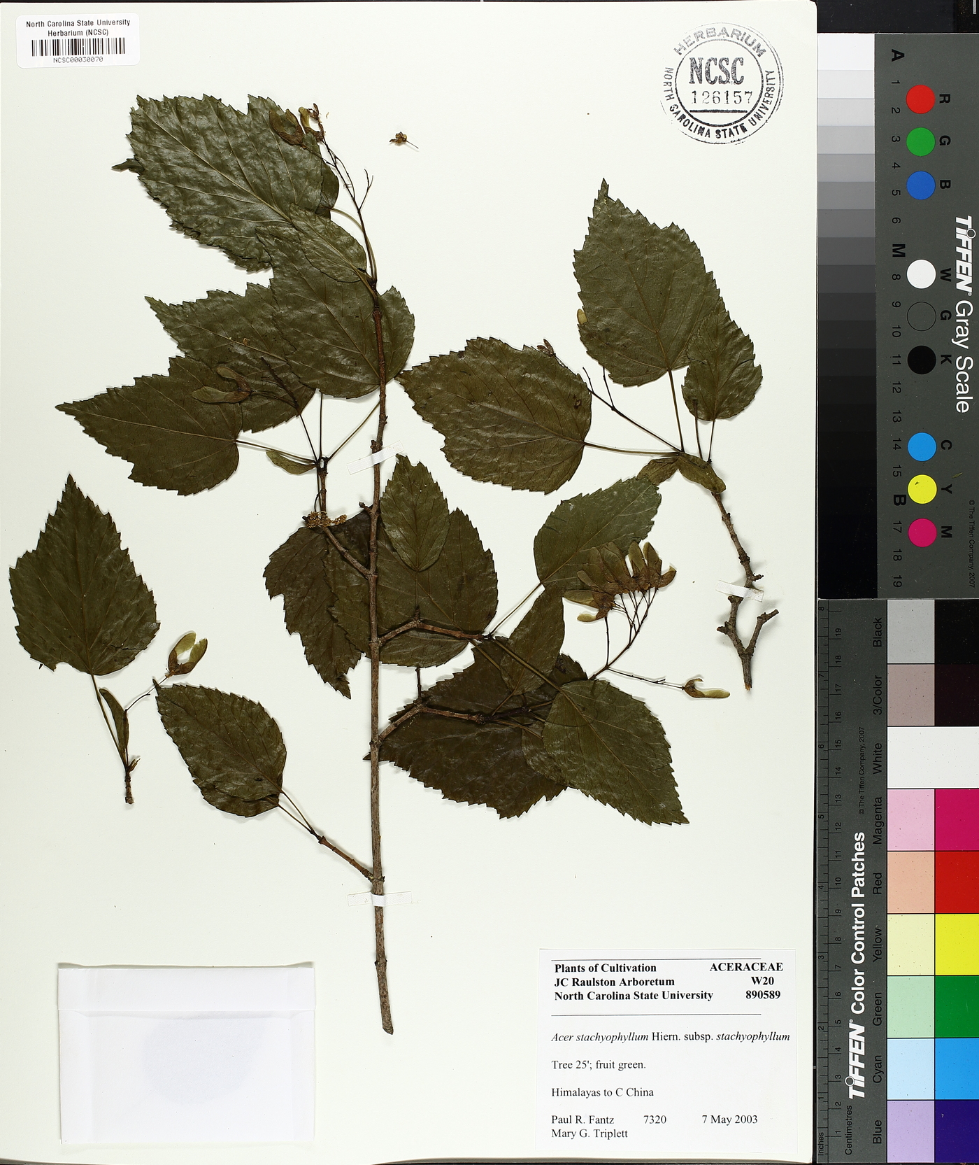 Acer stachyophyllum subsp. stachyophyllum image