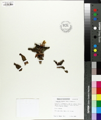 Image of Faucaria tigrina