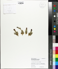Trichodiadema densum image