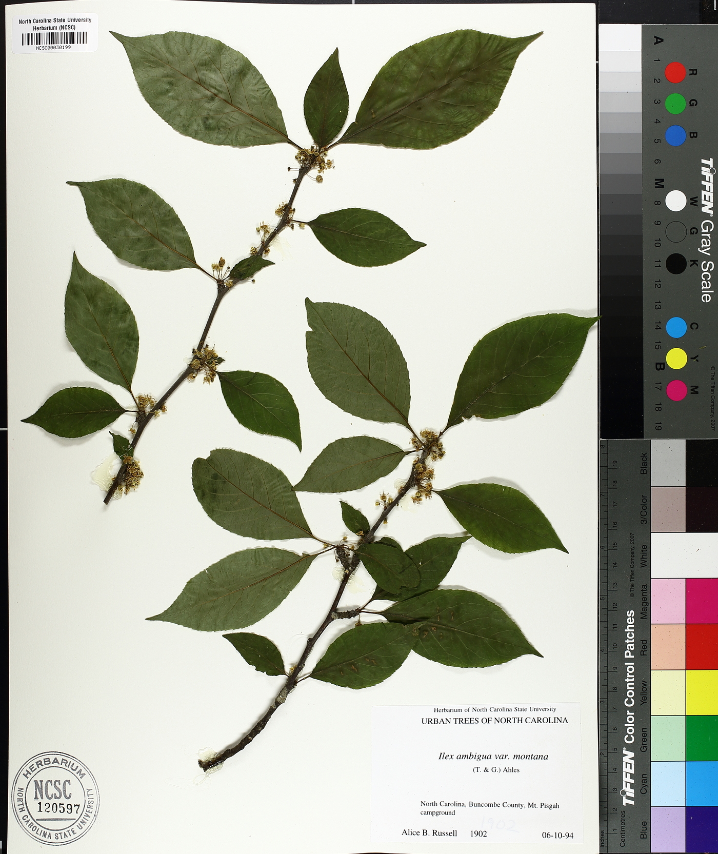 Ilex ambigua var. montana image