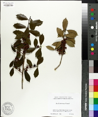 Ilex x attenuata image