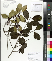 Ilex x attenuata image