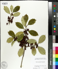 Ilex x attenuata image